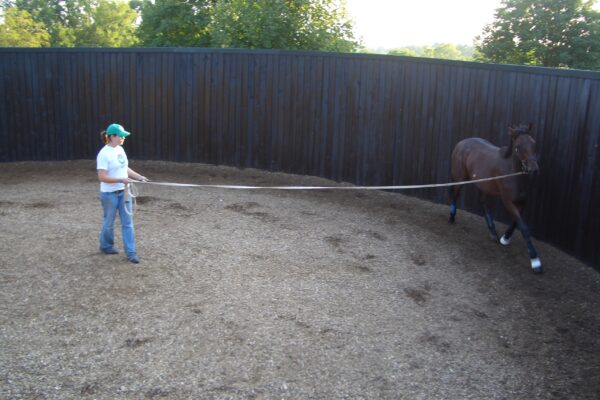 GRIOLEIT LUNGING YEARLING 1